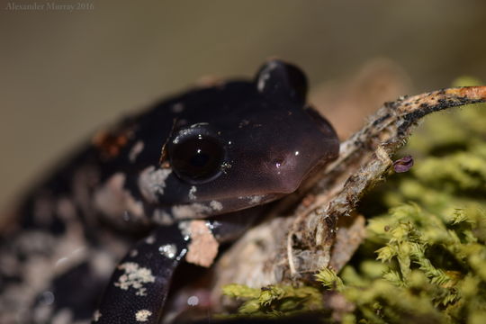 Image of Cumberland Plateau Salamander