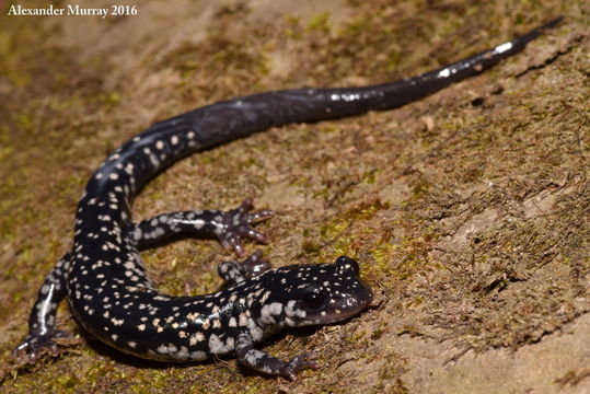 Plethodon kentucki Mittleman 1951 resmi