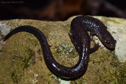 Image of Ravine Salamander