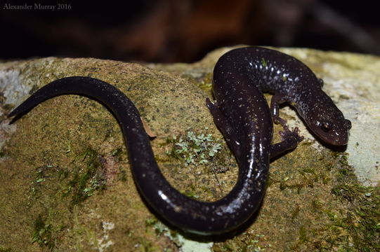 Слика од Plethodon richmondi Netting & Mittleman 1938