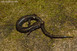 Image of Ravine Salamander