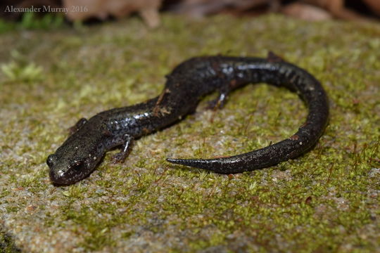 Sivun Plethodon richmondi Netting & Mittleman 1938 kuva