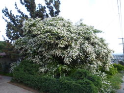 Image of Chinese privet