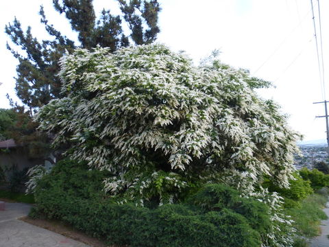 Слика од Ligustrum sinense Lour.