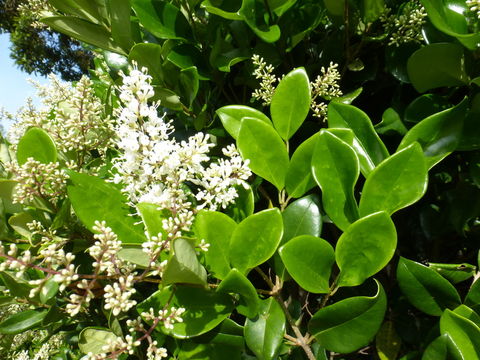 Image of Japanese privet