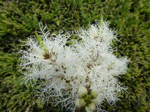 Image of cajeput tree