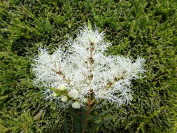 Image of cajeput tree