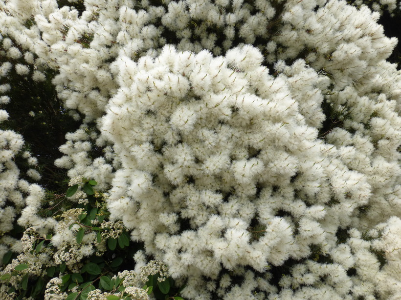 Image of cajeput tree