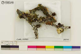 Image of Pseudocyphellaria lichen