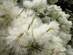 Image of cajeput tree