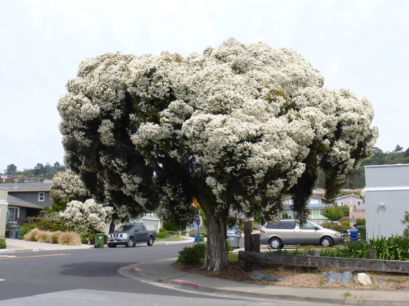 Image of cajeput tree