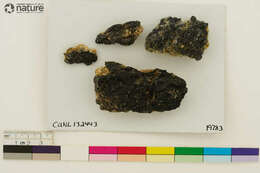 Image of Speck lichens and Wart lichens