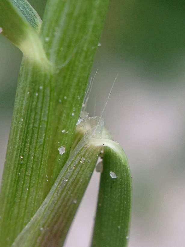 Image of Seashore paspalum