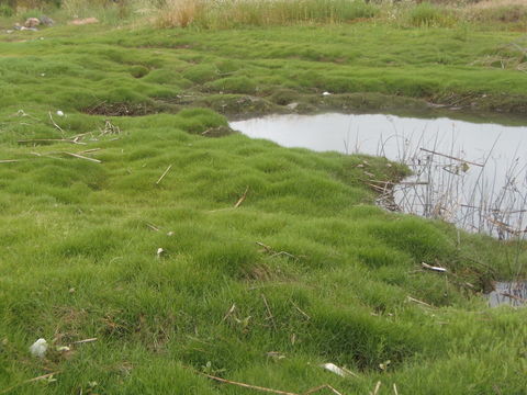 Image of Seashore paspalum