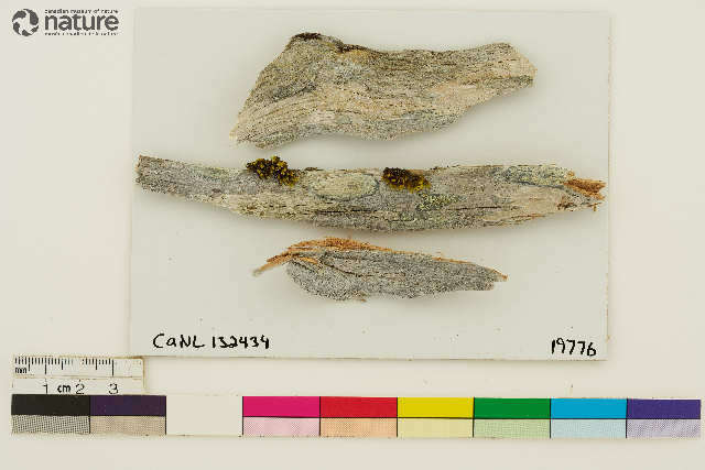 Image of xylographa lichen