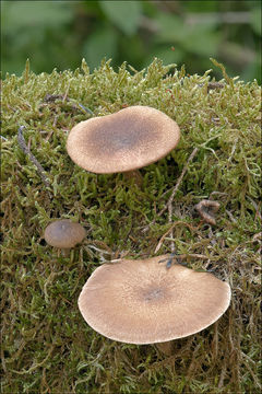 Image of <i>Polyporus ciliatus</i>