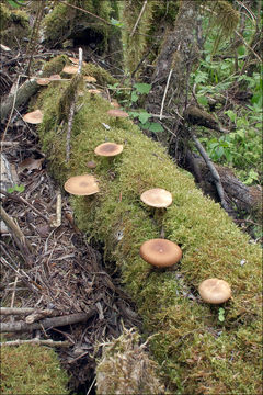 Image of <i>Polyporus ciliatus</i>