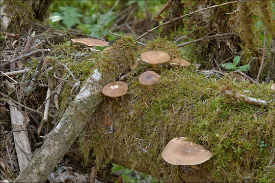 Image of <i>Polyporus ciliatus</i>