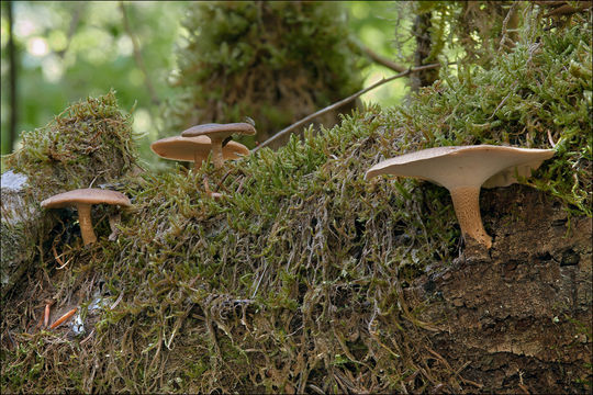 Image of <i>Polyporus ciliatus</i>