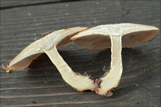 Image of <i>Polyporus ciliatus</i>