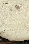 Image of <i>Polyporus ciliatus</i>