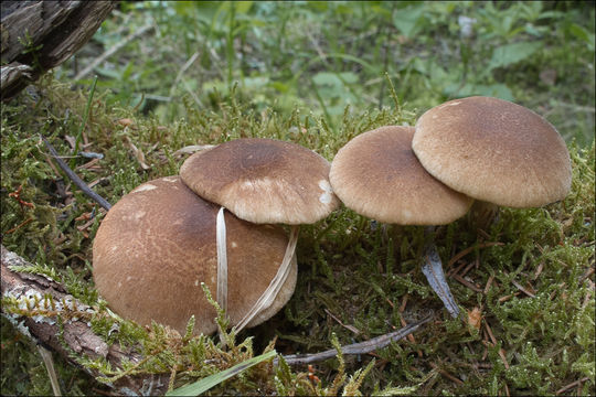 Image of <i>Polyporus ciliatus</i>