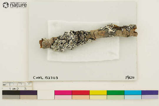 Image of tube lichen