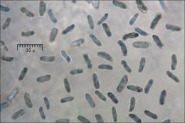 Image of <i>Polyporus ciliatus</i>