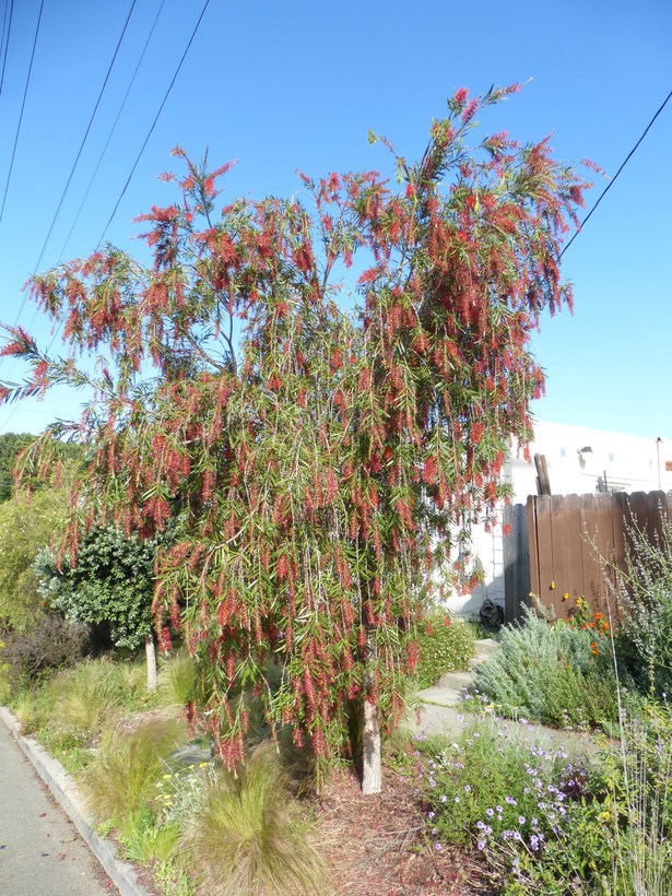 Image of weeping bottlebrush