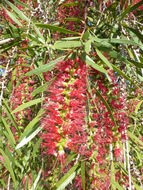 Image of weeping bottlebrush