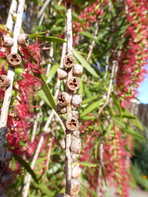 Image of weeping bottlebrush