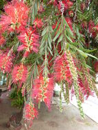 Image of weeping bottlebrush