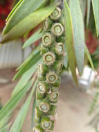 Image of weeping bottlebrush