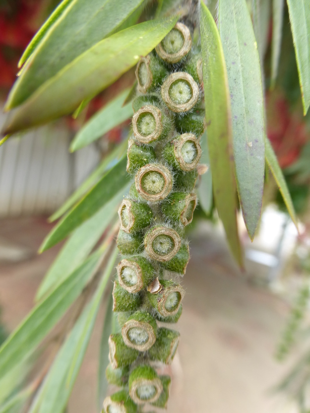 Image of weeping bottlebrush