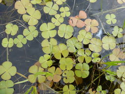 Image of <i>Marsilea <i>vestita</i></i> ssp. vestita