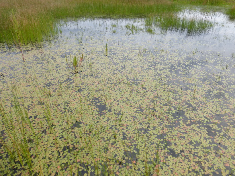 Image of <i>Marsilea <i>vestita</i></i> ssp. vestita