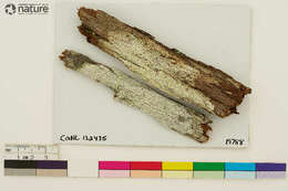 صورة Stereocaulaceae