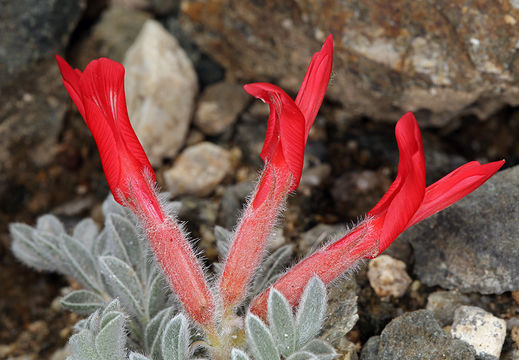 Sivun Astragalus coccineus (Parry) T. S. Brandeg. kuva