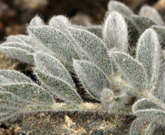 Image of scarlet milkvetch