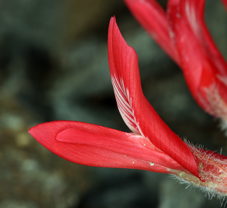 Image of scarlet milkvetch