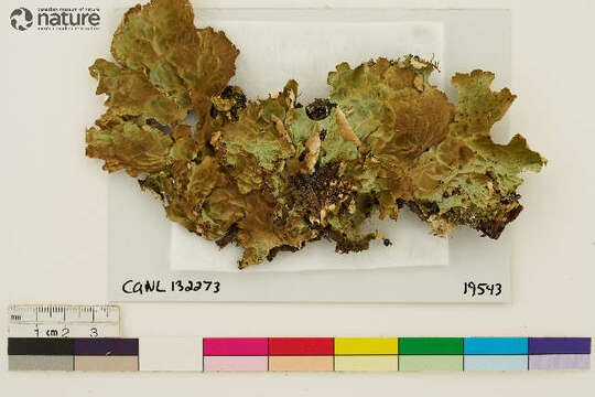 Image of lung lichen