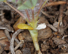 Imagem de Lupinus flavoculatus A. Heller