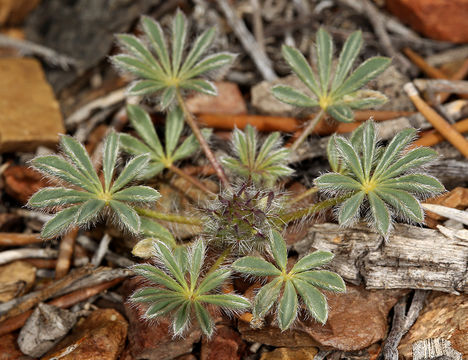 Imagem de Lupinus flavoculatus A. Heller