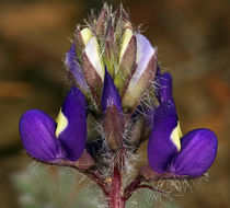 Imagem de Lupinus flavoculatus A. Heller