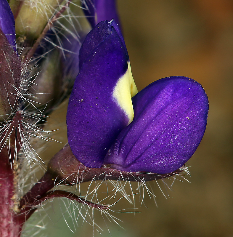 Imagem de Lupinus flavoculatus A. Heller