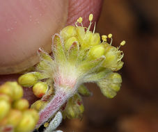 Image of matted buckwheat