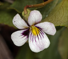 صورة Viola cuneata S. Wats.