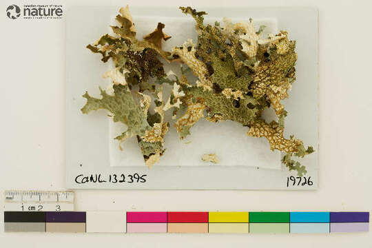 Image of lung lichen