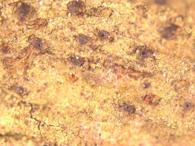 Image of fellhanera lichen