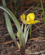 Calochortus monophyllus (Lindl.) Lem. resmi